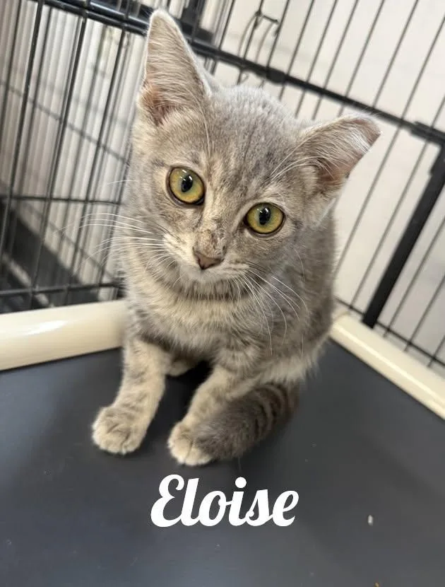 A baby medium-sized female Tabby (Gray / Blue / Silver) Domestic Short Hair cat named Eloise for adoption in Manistee, MI