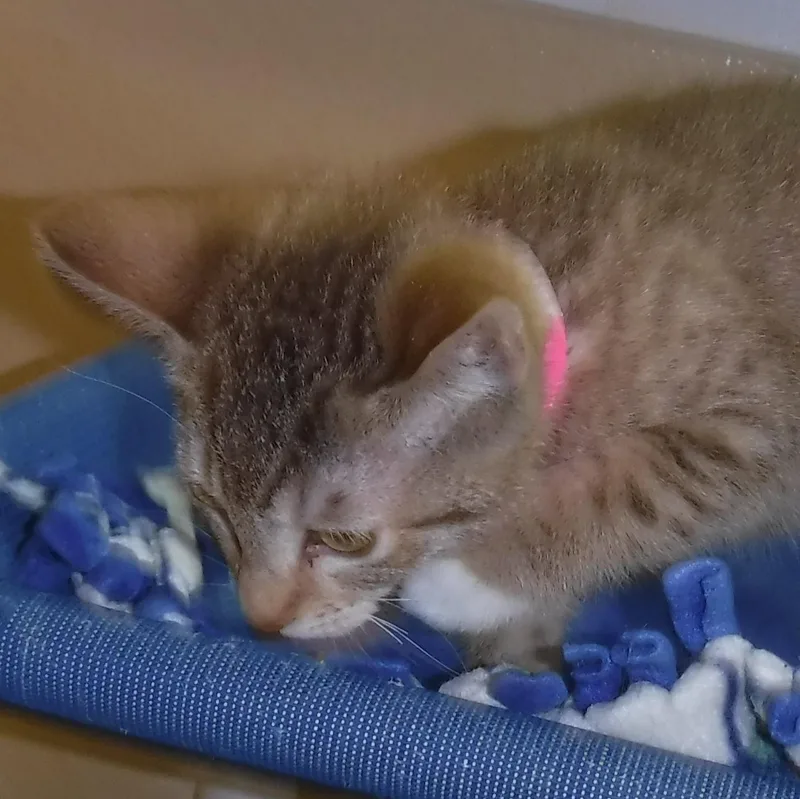 A baby medium-sized female Tabby (Buff / Tan / Fawn) Tabby cat named Honey Gorgeous for adoption in Hoquiam, WA