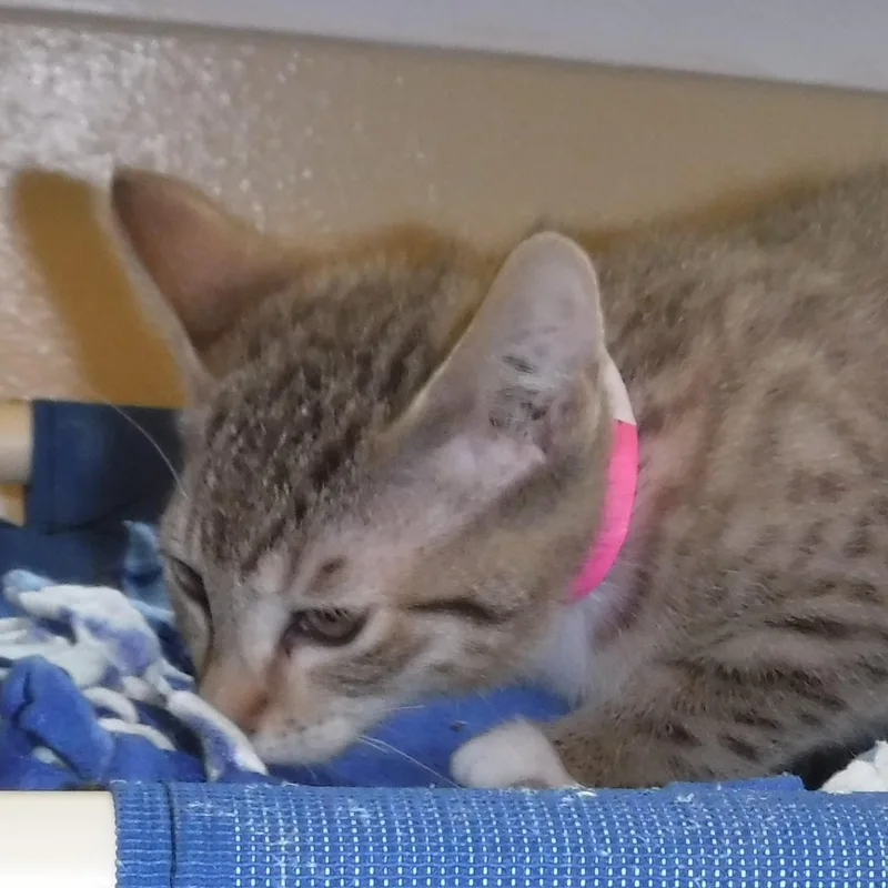 Honey  Gorgeous thumbnail 3