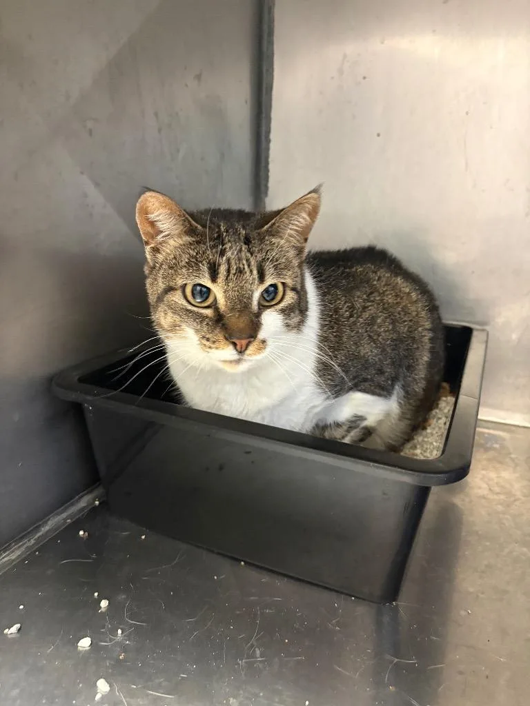 A young small-sized female Domestic Short Hair cat named Melissa for adoption in Bossier City, LA