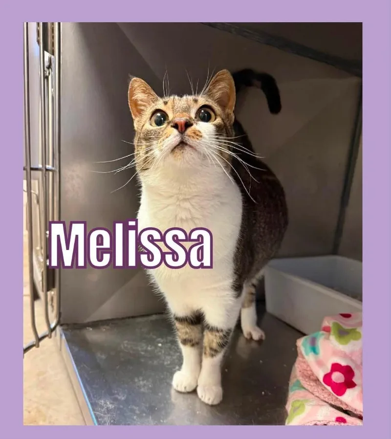 Melissa thumbnail 3