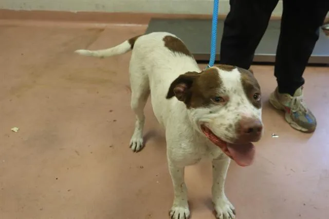 A young large-sized male Mixed Breed dog named Ducky for adoption in Columbia, SC