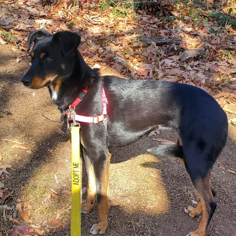 Carly Fka Rottiecatahoula Pups: