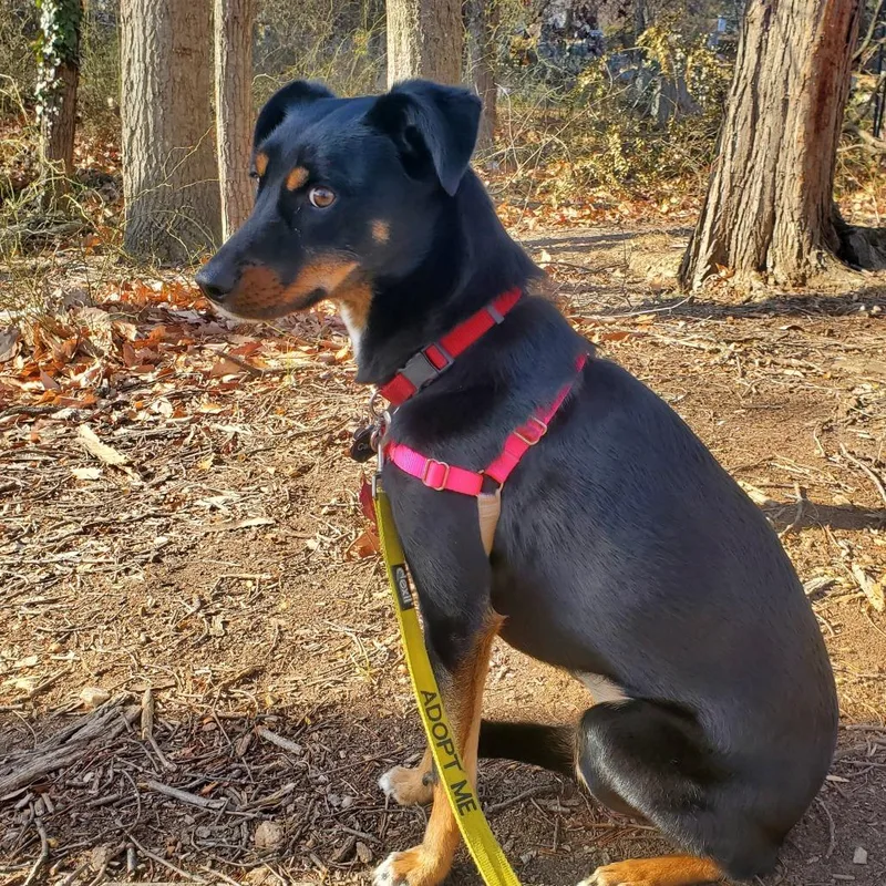 Carly Fka Rottiecatahoula Pups: thumbnail 2