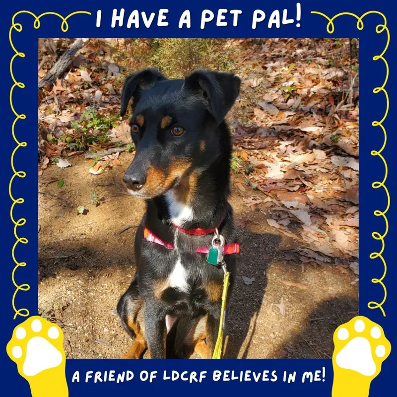 Carly Fka Rottiecatahoula Pups: thumbnail 4