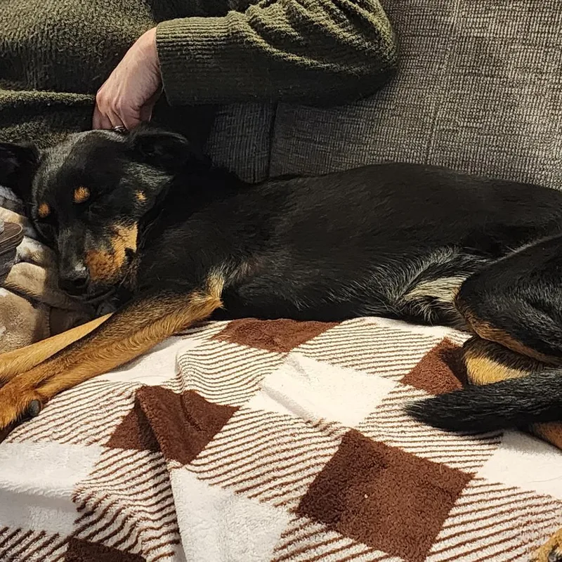 Carly Fka Rottiecatahoula Pups: thumbnail 5