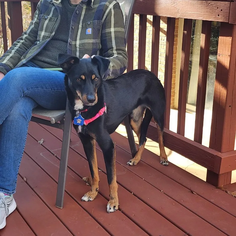 Carly Fka Rottiecatahoula Pups: thumbnail 6