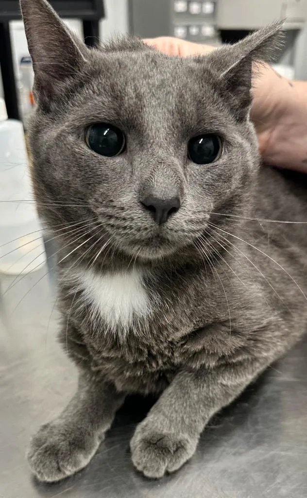 A young medium-sized male Domestic Short Hair cat named Mufasa for adoption in Hillsdale, IN