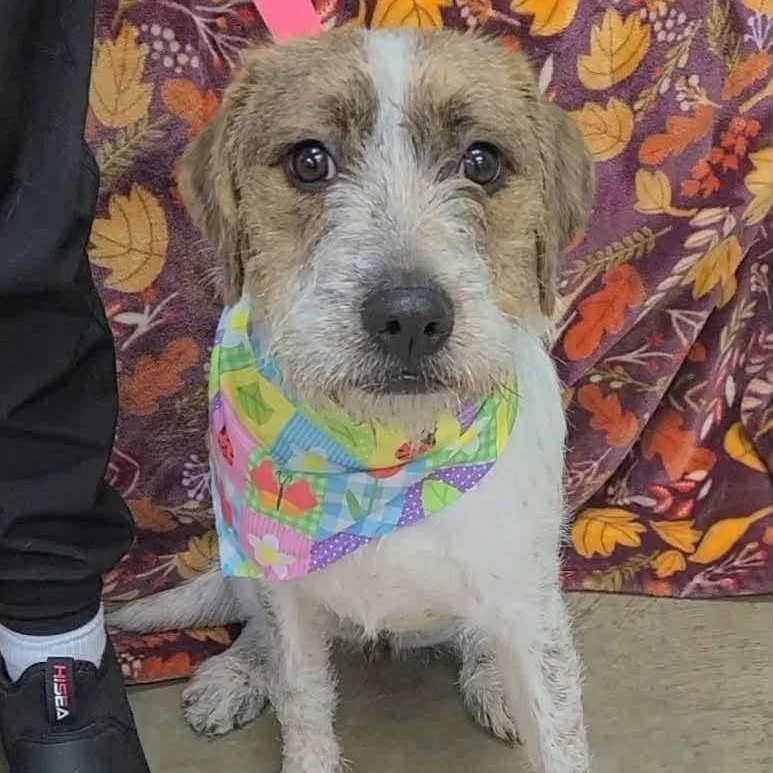 A baby medium-sized female Parson Russell Terrier dog named Artemis for adoption in Williston, VT
