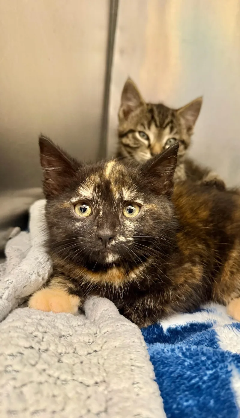A baby medium-sized female Tortoiseshell Domestic Short Hair cat named Felicia for adoption in Ypsilanti, MI