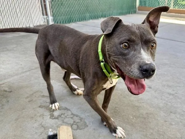 A senior large-sized male Pit Bull Terrier dog named Roco for adoption in Salt Lake City, UT