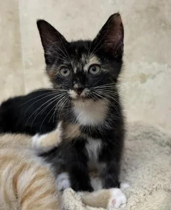 A baby medium-sized female Calico Domestic Short Hair cat named Crystal for adoption in Houston, TX