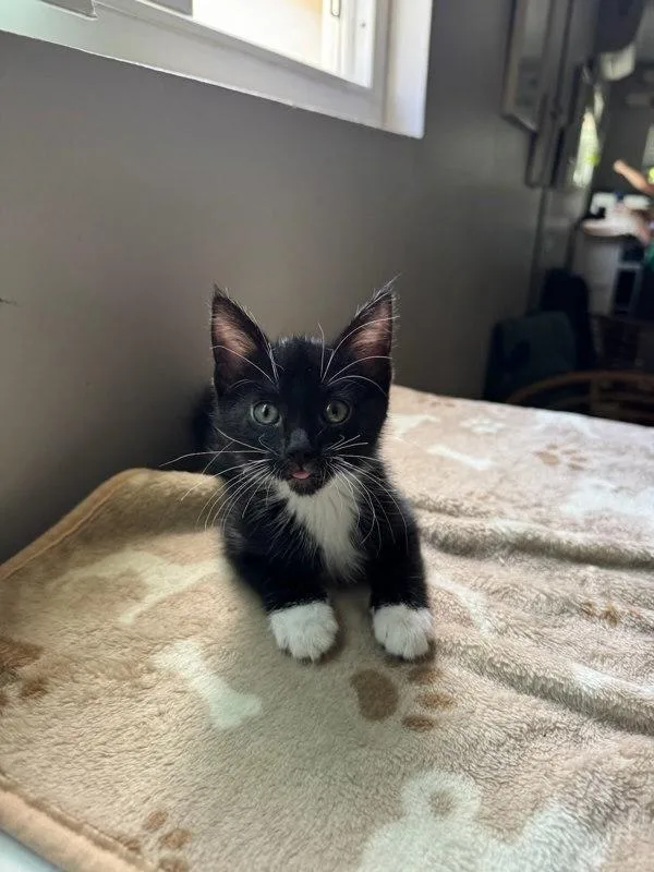 A baby small-sized female Domestic Short Hair cat named Patita for adoption in Bonsall, CA