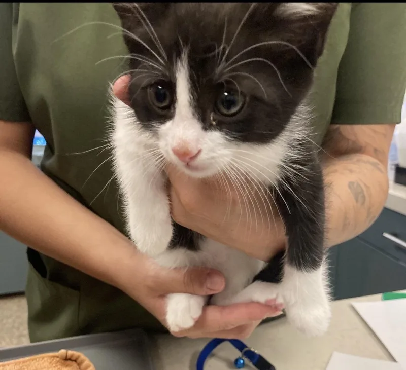 A baby medium-sized male Black & White / Tuxedo Domestic Short Hair cat named Justice for adoption in Huntington Beach, CA