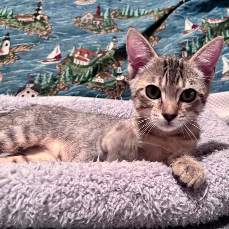A baby small-sized male Brown / Chocolate Domestic Short Hair cat named Coconut for adoption in Hopkinton, MA