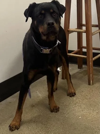 A young large-sized female Rottweiler dog named Wednesday for adoption in Cleveland, OH