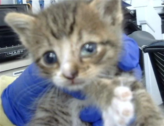 A baby medium-sized male Domestic Long Hair cat named Arlo for adoption in Dallas, TX