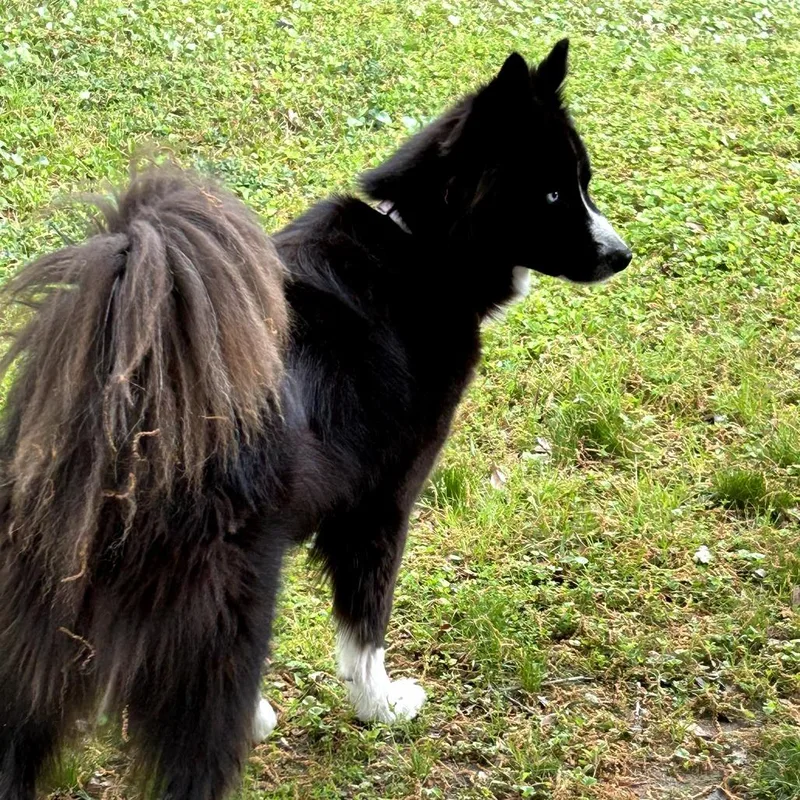 An adult medium-sized female Black Border Collie dog named Callie Nyx for adoption in New Orleans, LA
