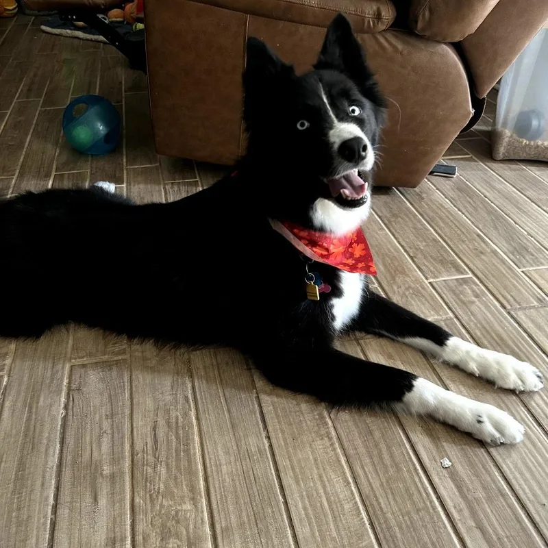 Callie Nyx thumbnail 2