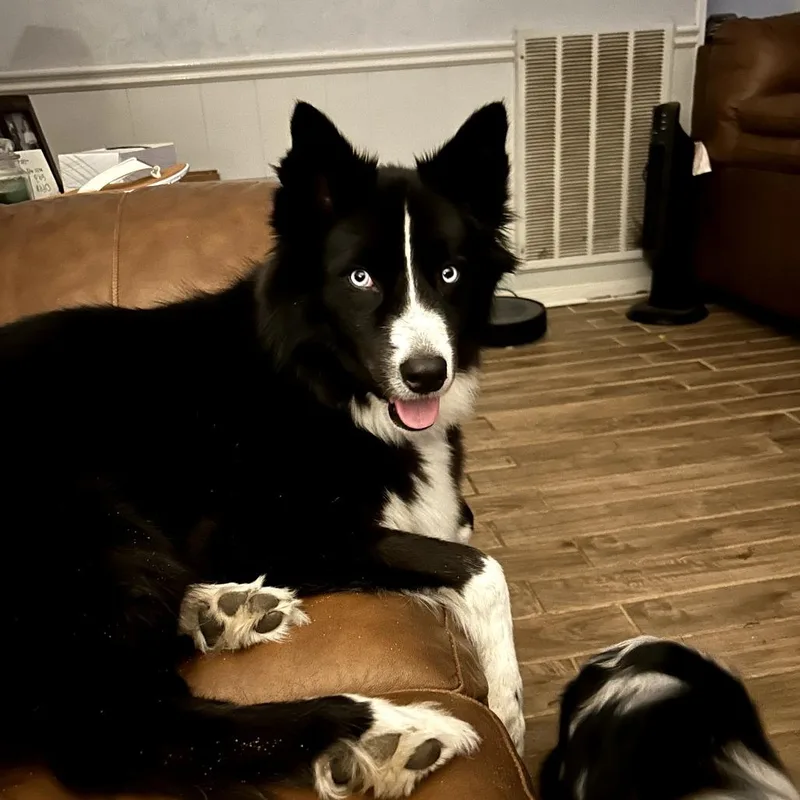 Callie Nyx thumbnail 4