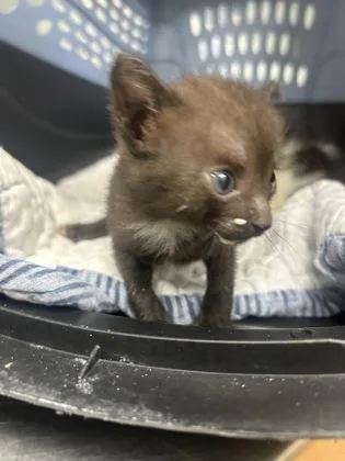 A baby small-sized female Domestic Short Hair cat named Princess for adoption in Gainesville, FL