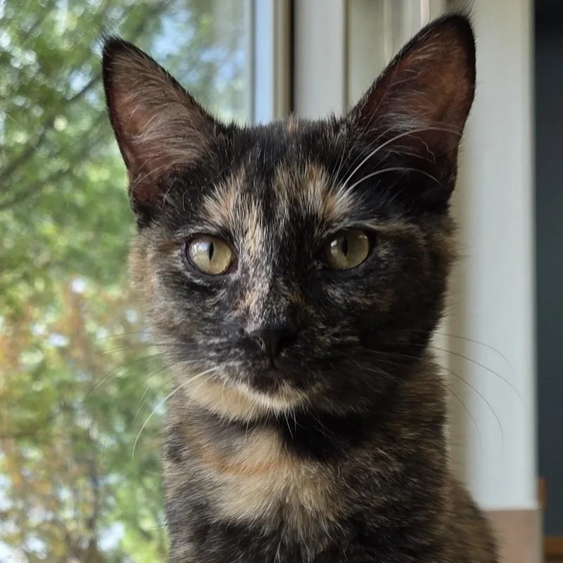 A baby medium-sized female Torbie Domestic Short Hair cat named Finch for adoption in Park Rapids, MN