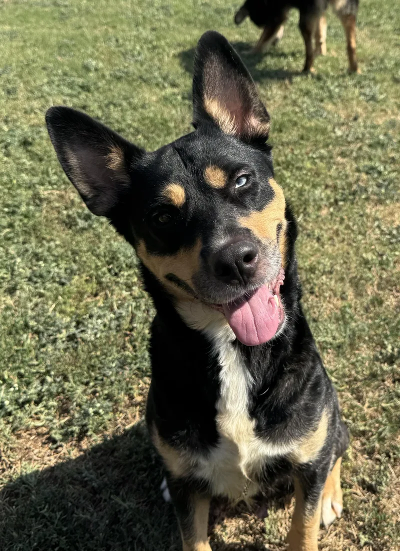 An adult medium-sized female Black Mixed Breed dog named Interstate for adoption in Chickasha, OK