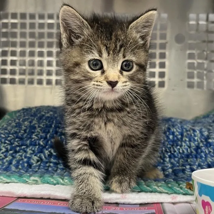 A baby small-sized female Brown / Chocolate Domestic Short Hair cat named Maple for adoption in Mount Vernon, IN