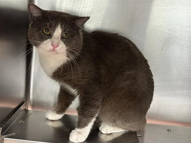 An adult large-sized male Domestic Short Hair cat named Tom for adoption in Pasadena, TX