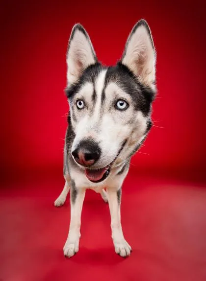 An adult medium-sized female Siberian Husky dog named Halo for adoption in Phoenix, AZ
