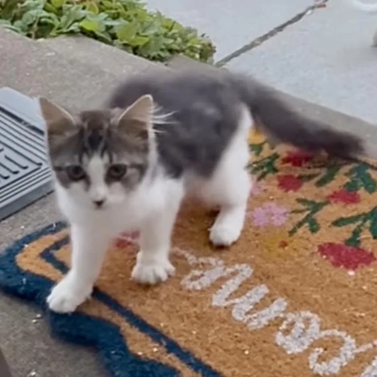 A baby small-sized male Brown / Chocolate Domestic Long Hair cat named Nimbus for adoption in Othello, WA