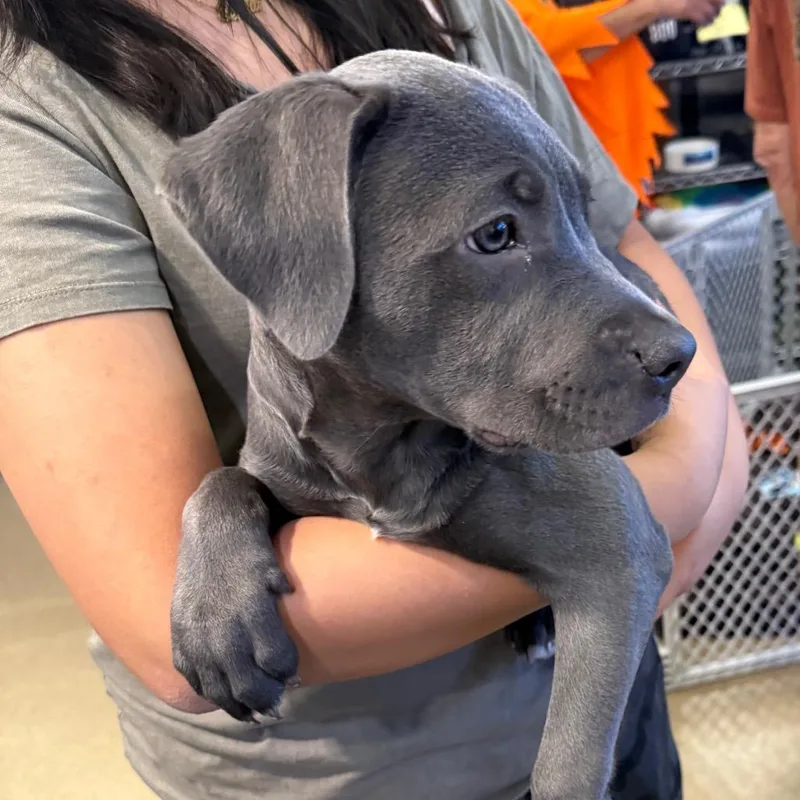 A baby medium-sized male Gray / Blue / Silver Pit Bull Terrier dog named IEPAStray for adoption in Upland, CA