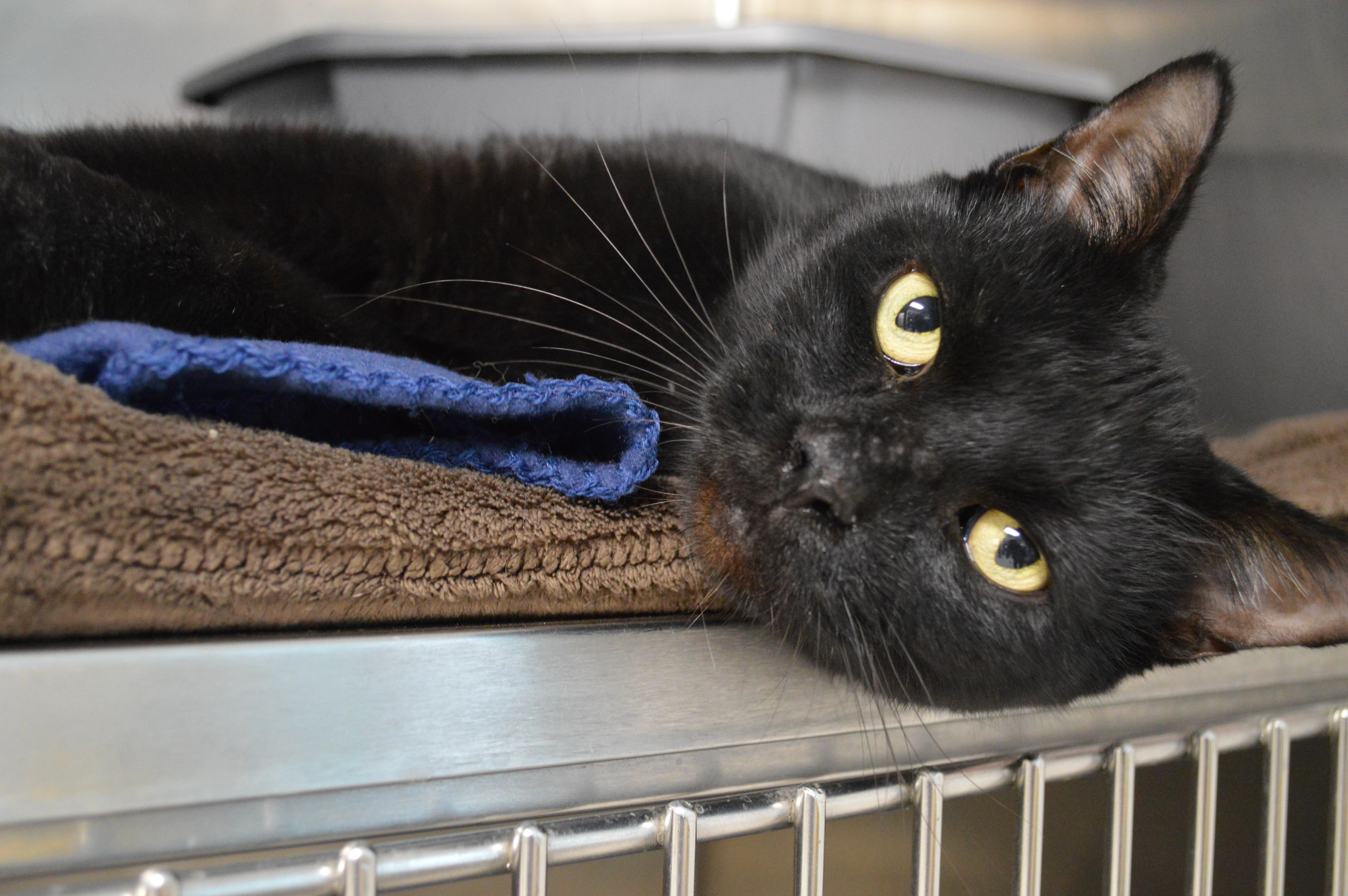 A young medium-sized male Domestic Short Hair cat named Winston for adoption in House Springs, MO