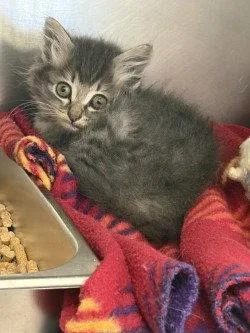 A baby large-sized male Domestic Short Hair cat named CA Oatmeal Cookie for adoption in Glen Allen, VA