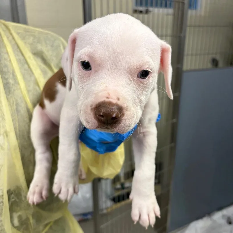 A baby medium-sized male Brown / Chocolate Pit Bull Terrier dog named Rusty for adoption in Chesapeake, VA