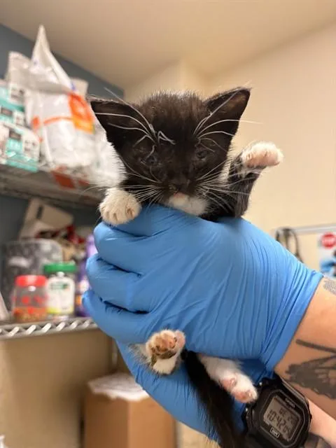 A baby small-sized female Domestic Short Hair cat named Dobs for adoption in Riverside, CA