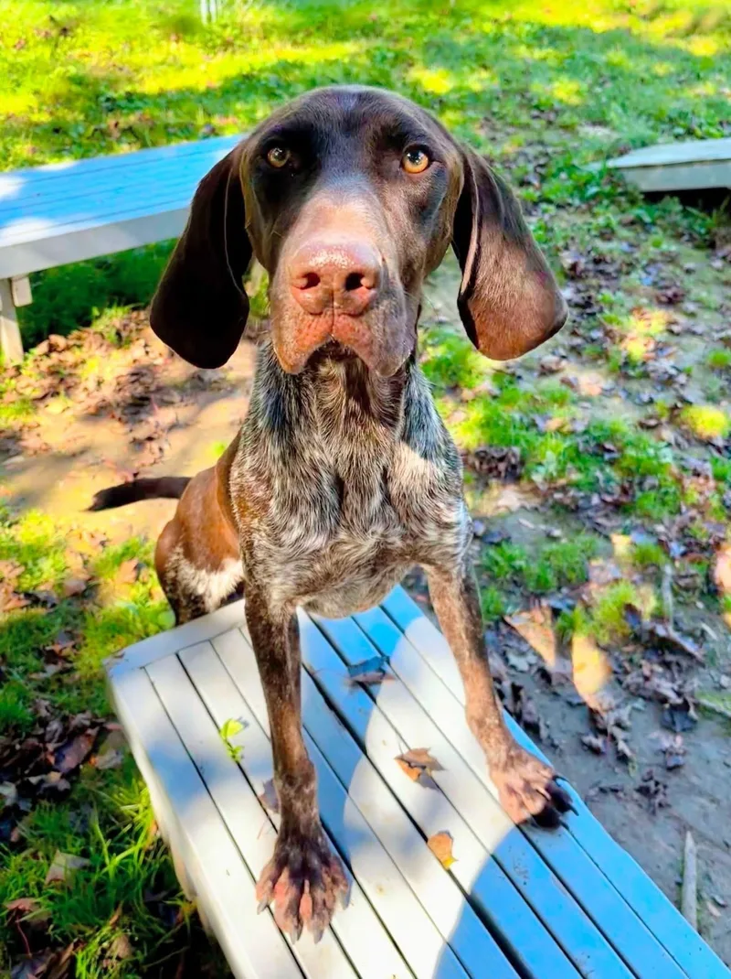 An adult medium-sized male German Shorthaired Pointer dog named Archie for adoption in New Windsor, NY