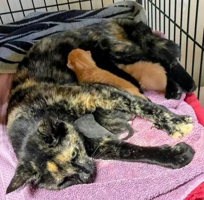 An adult small-sized female Tortoiseshell cat named Janis for adoption in North Myrtle Beach, SC