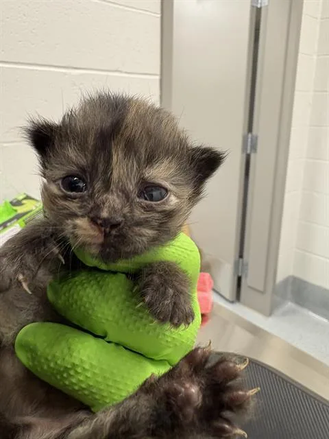 A baby small-sized female Domestic Short Hair cat named Stella for adoption in Indianapolis, IN