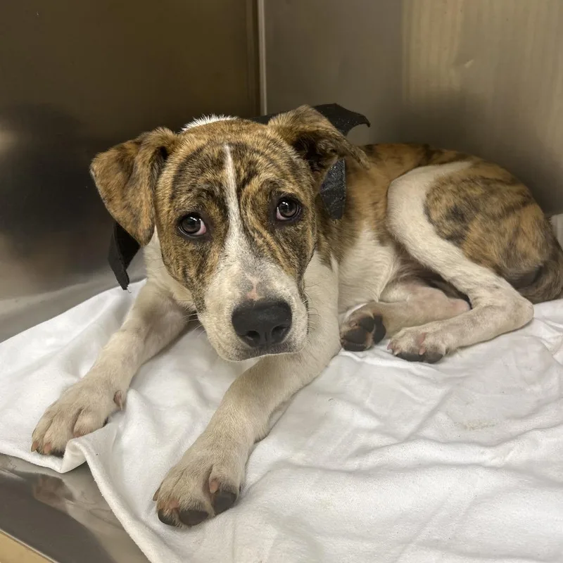 A young medium-sized female Brindle Mixed Breed dog named Pocahontas for adoption in Winston-Salem, NC