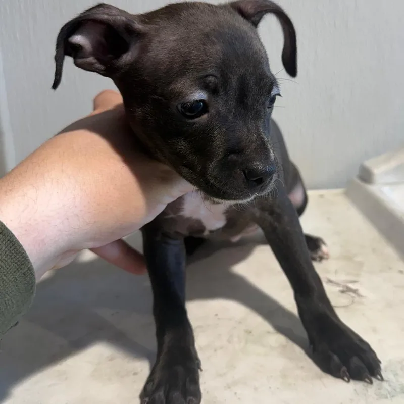 A baby small-sized female Black Terrier dog named Daphne for adoption in Tampa, FL