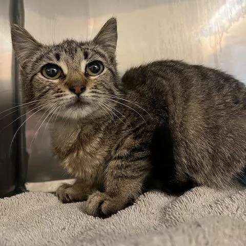 A baby small-sized male Brown / Chocolate Domestic Short Hair cat named Alastor for adoption in Lake Panasoffkee, FL