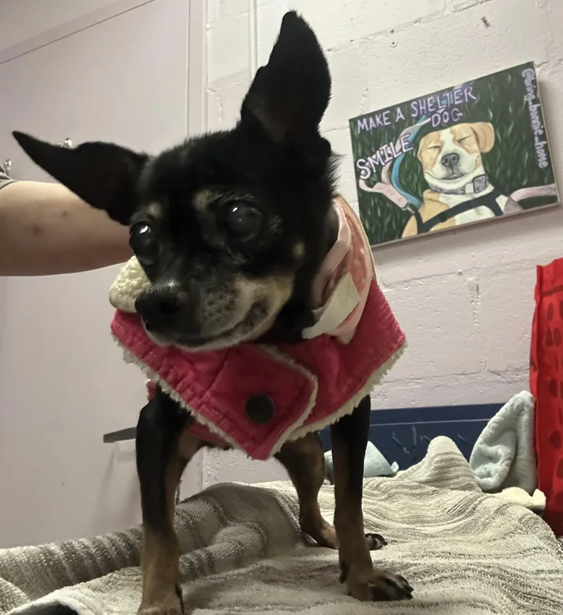 A senior small-sized female Black Miniature Pinscher dog named Estrella Homeless at for adoption in Oak Ridge, NJ