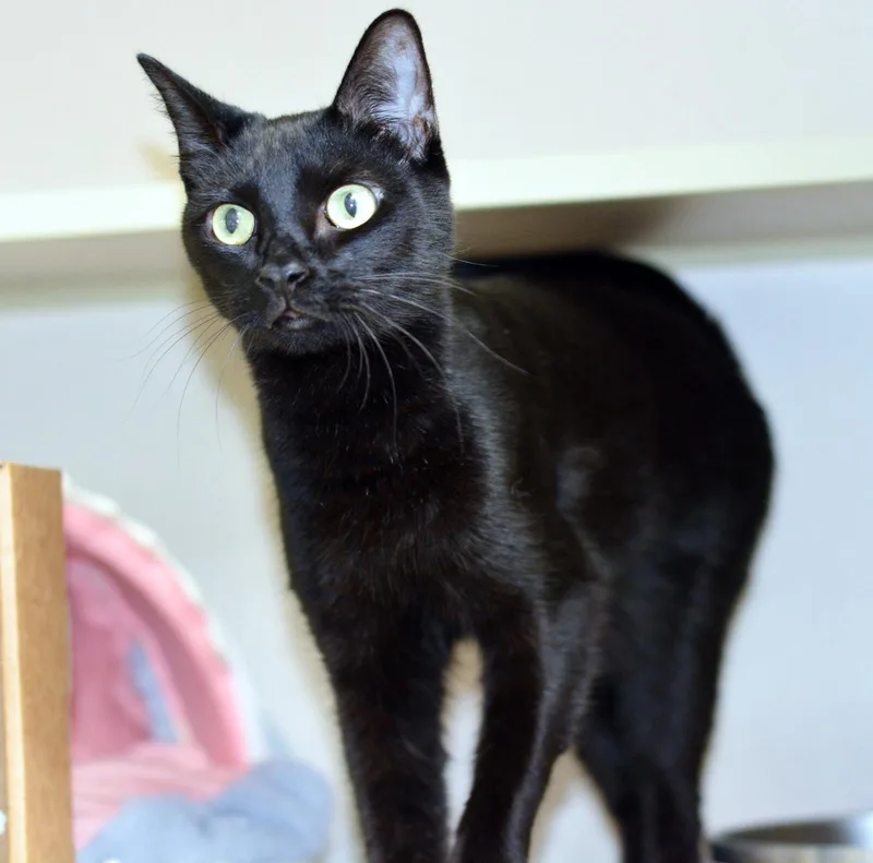 An adult medium-sized male Black Domestic Short Hair cat named Ramen for adoption in San Clemente, CA