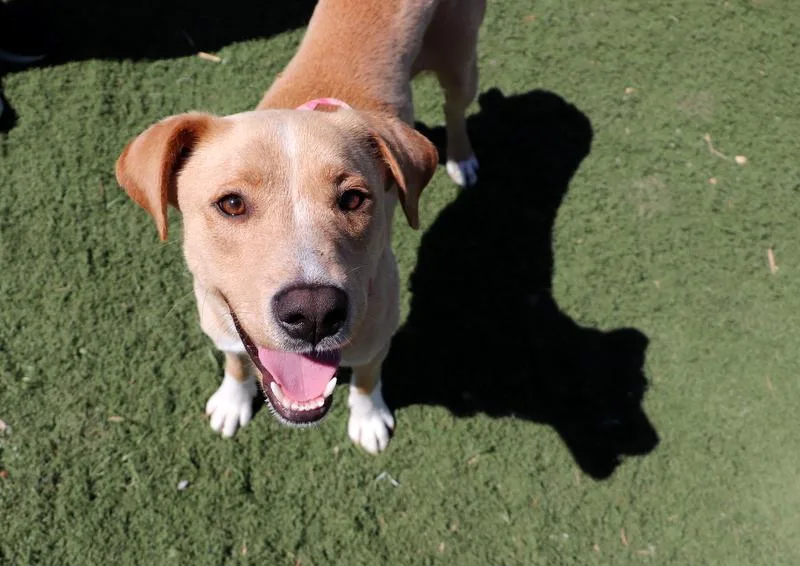 A young medium-sized female Yellow / Tan / Blond / Fawn Labrador Retriever dog named Prim for adoption in Jackson, MS