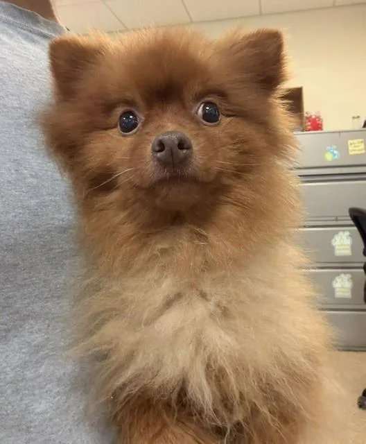 An adult small-sized female Pomeranian dog named Joy for adoption in Miami, FL