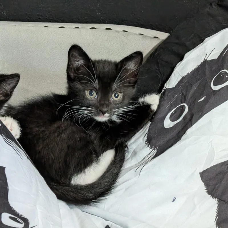 A baby small-sized female Black Domestic Short Hair cat named Jolyne for adoption in Columbia, MO