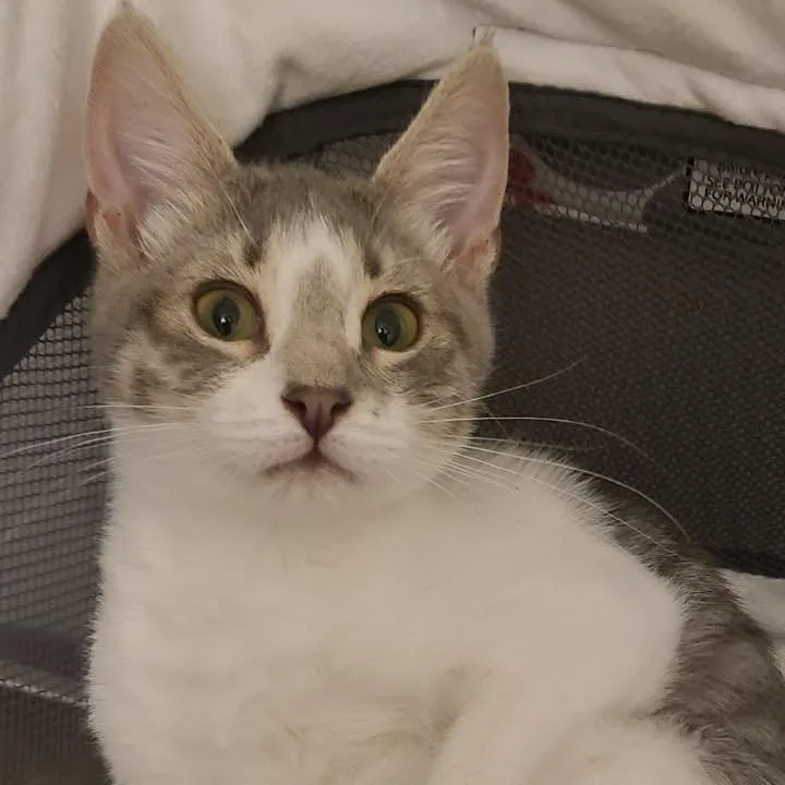 A baby medium-sized female Domestic Short Hair cat named Luna for adoption in Clifton, NJ