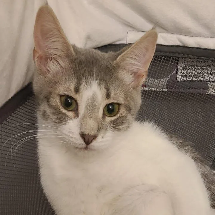 Luna thumbnail 2