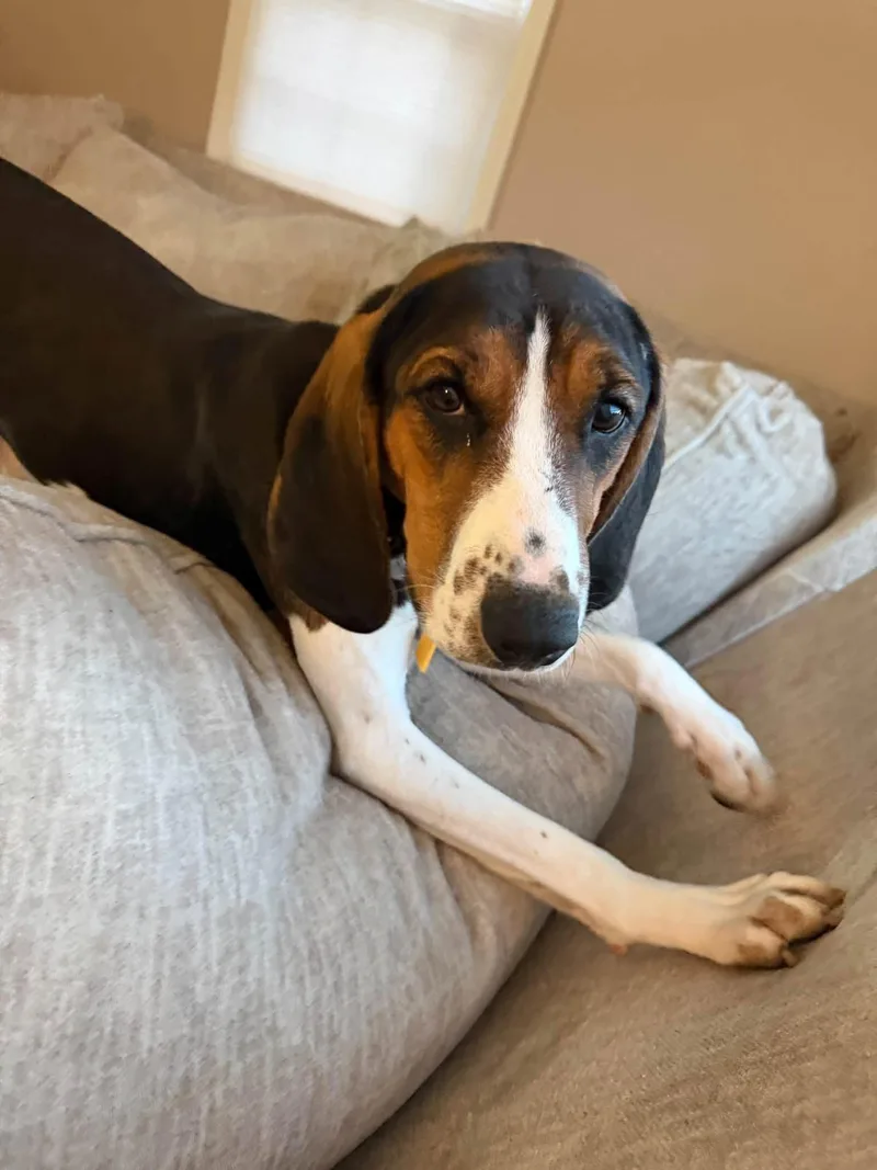 A baby medium-sized female Black English Coonhound dog named Pippin for adoption in Cleveland, OH
